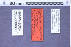 Etiketten zu Zorochros schillhammeri (Dolin, 2002) (NHMW-ZOO-COL-0006650)